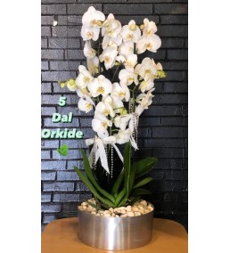 5 DAL İTHAL ORKİDE